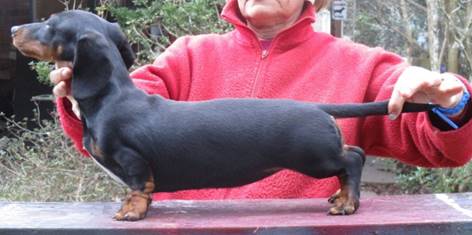 trained dachshund for sale